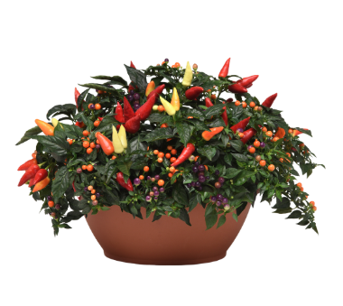 12" Bowl Ornamental Pepper - Firelighter