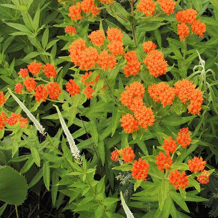 Butterfly Weed