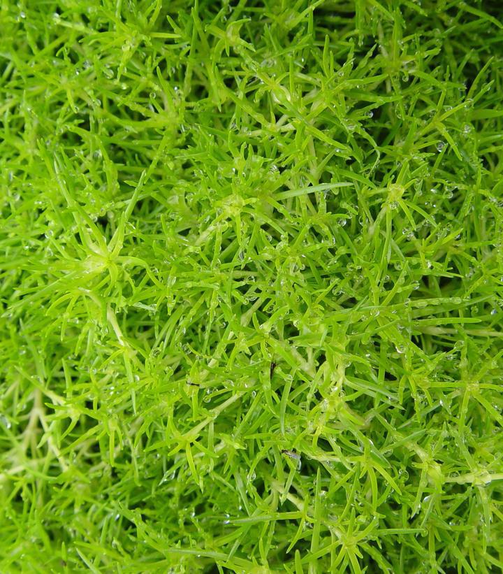 3" Sagina Subulata 'Aurea' - Scotch Moss - 1002598