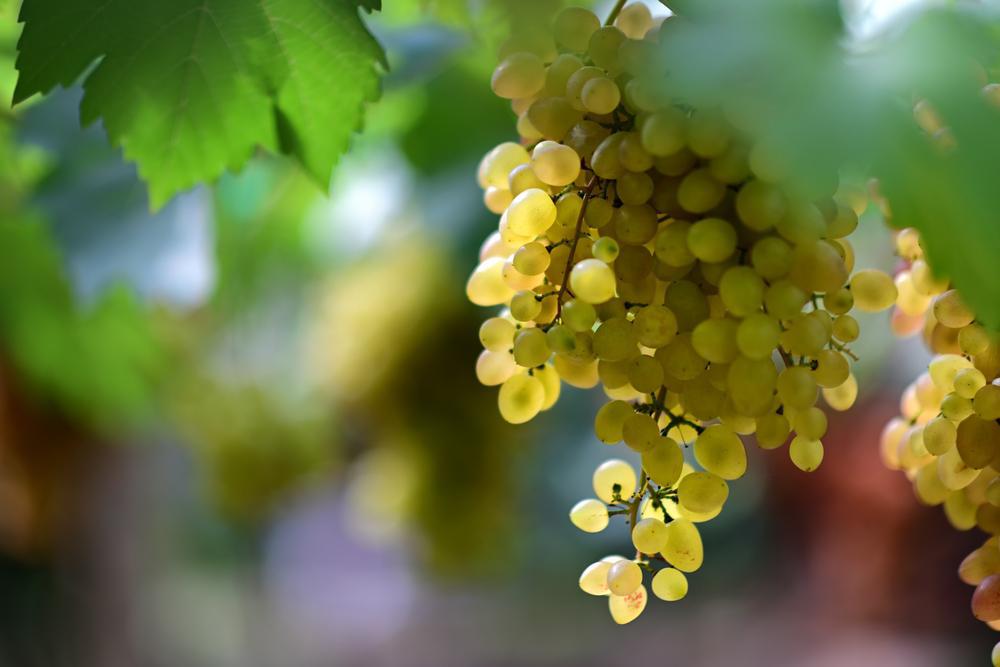 2G Himrod Seedless Grape