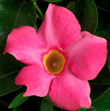 12.5" Urn Mandevilla Madinia - Pink