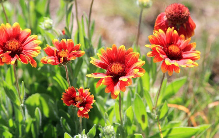 2G Perennial Gaillardia (Blanket Flower) Full Sun
