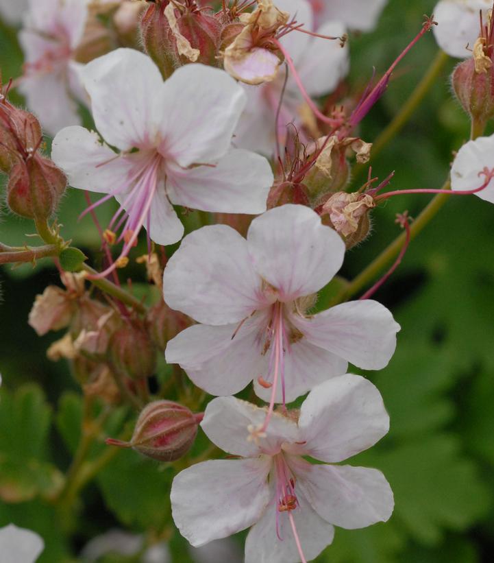 3" Geranium cantabrigiense 'Biokova' Dwarf Cranesbill Geranium 1004667