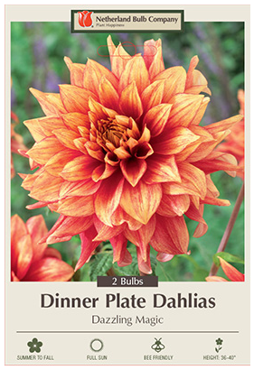 Dahlia Dazzling Magic Bulbs - 2 Count - 2382157770