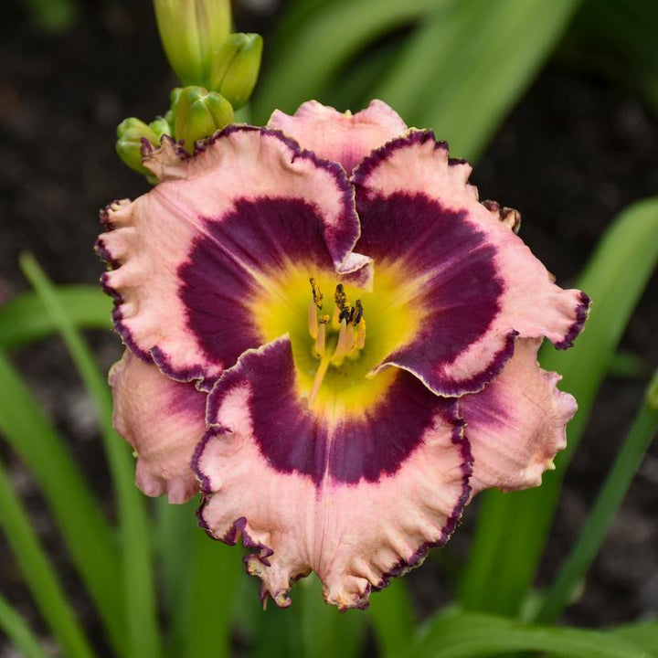 2G Hemerocallis - Sound of My Heart - Daylily