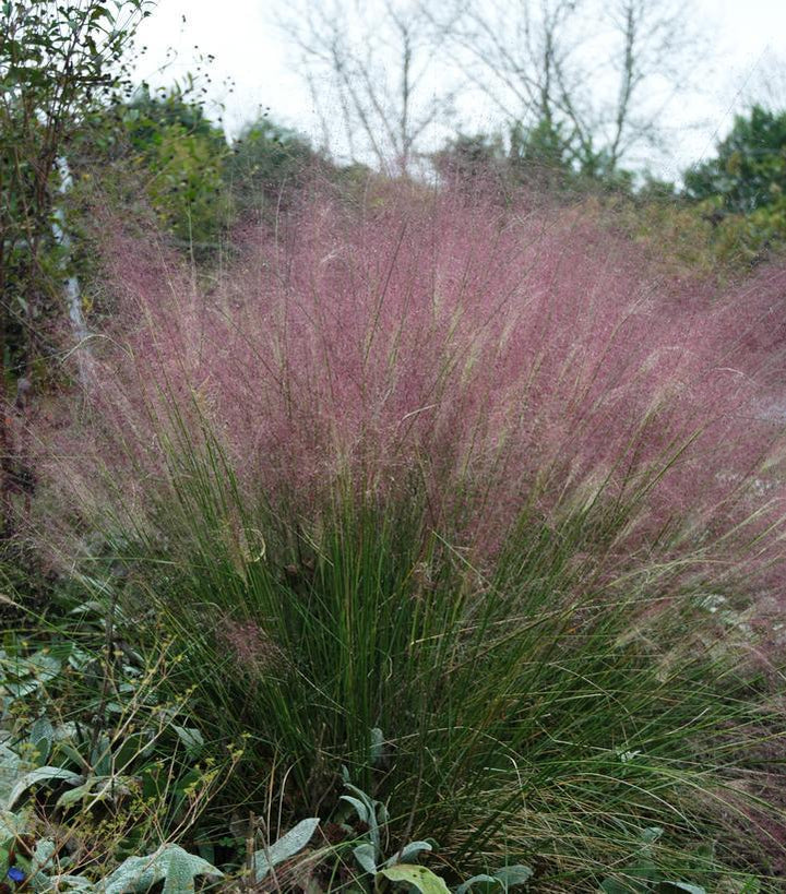 1G Muhlenbergia Capillaris - Muhly Grass (Longawn Hairgrass, Pink Hairgrass) - 1005661