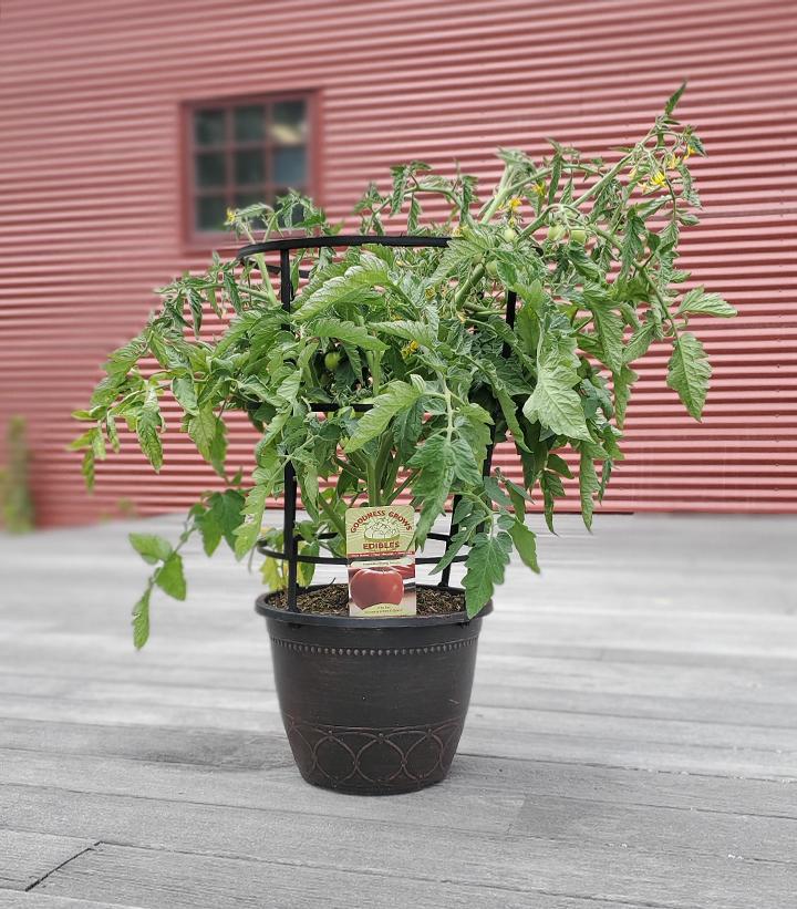 1G Tomato 'Homeslice' - Slicer - 1006679