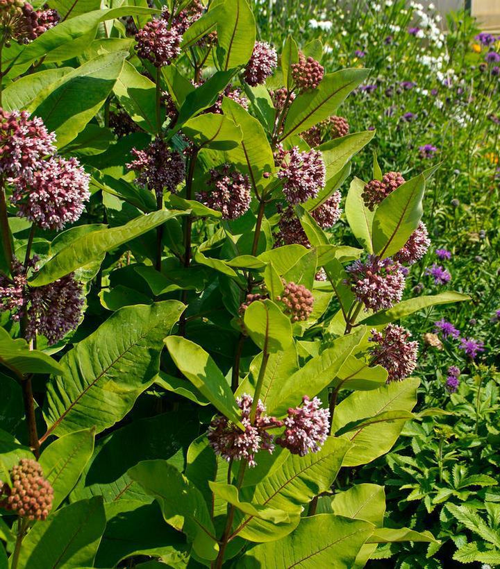 1G Asclepias Syriaca - Common Milkweed - 1009510