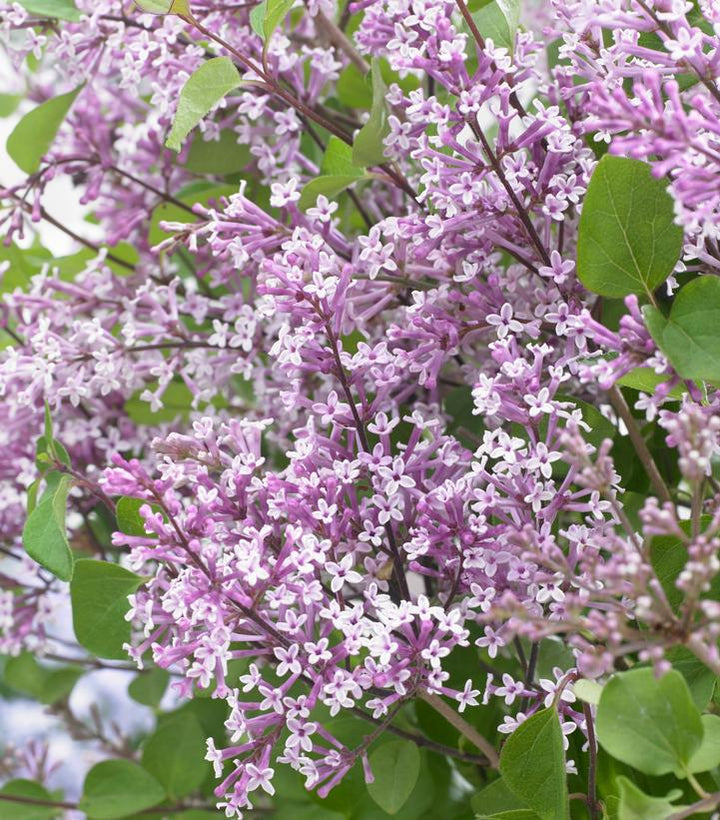 3G Syringa Meyeri 'Flowerfesta Purple' - Dwarf Lilac - 1015027