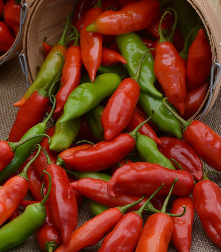 1G Pepper 'Aji Rico' (Hot) Aji Rico Hot Pepper 1013905