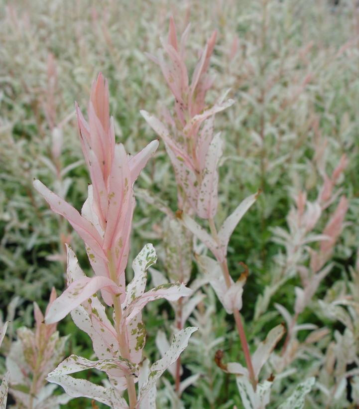 5G Salix Integra 'Hakaro Nishiki' - Japanese Willow - 1001987 (Dappled Willow)