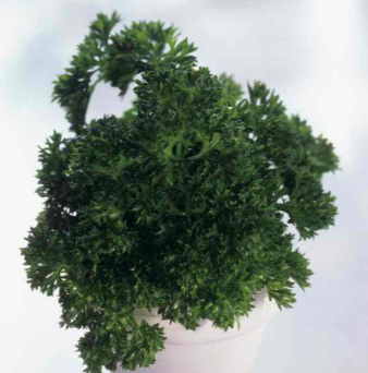 4" - Herb - Parsley Triple Curly