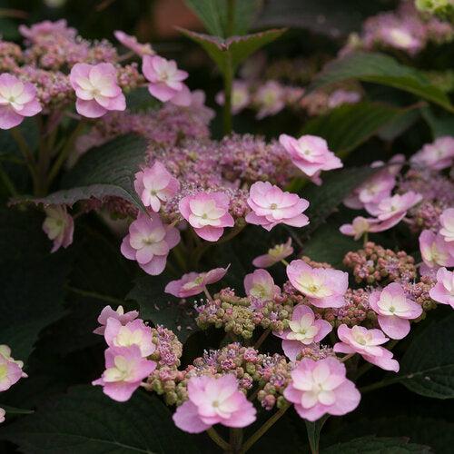 Tiny Tuff Stuff™ Hydrangea
