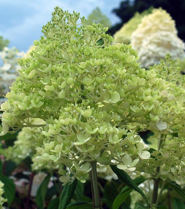 7G PW Hydrangea Paniculata 'Limelight' - 1009647