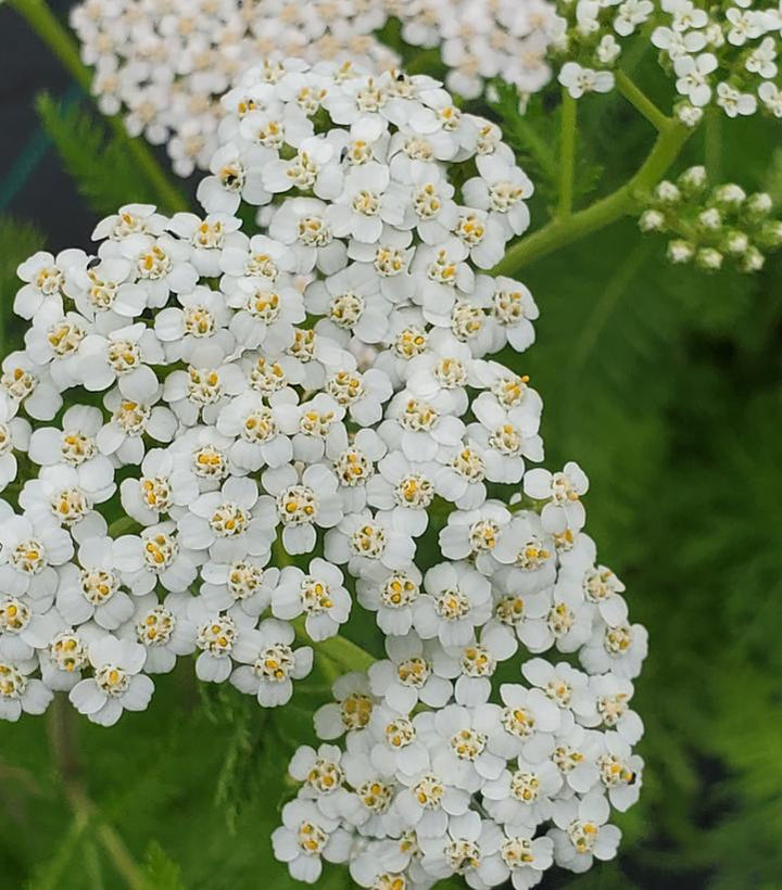 1G Achillea Millefolium - Yarrow - 1021602