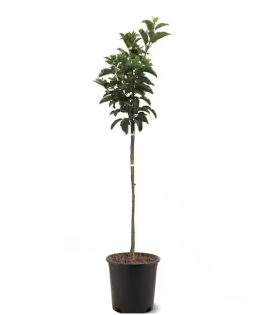 5G Apple Tree - Braeburn - 5005