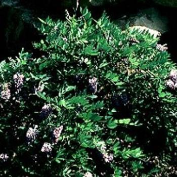 2G Wisteria Fruit 'Amethyst Falls' AB Amethyst Falls American Wisteria 1003913