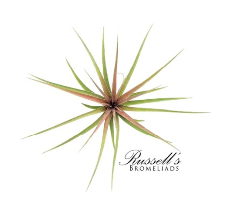 Tillandsia Aeranthos Stricta 4-5" PL0005