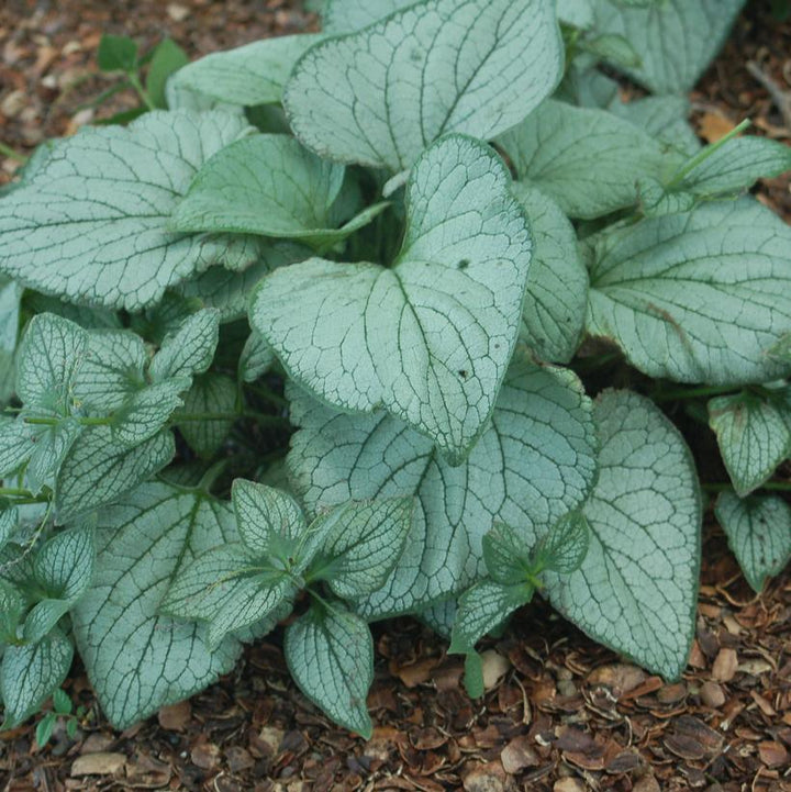1G Brunnera Sea Heart Sea Heart Forget Me Not: Patent PPAF (Siberian Bugloss) 1006805