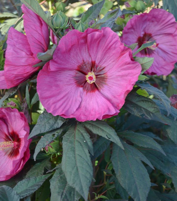 3G Hibiscus x Summerific 'Berry Awesome' - Rose Mallow - 1008654