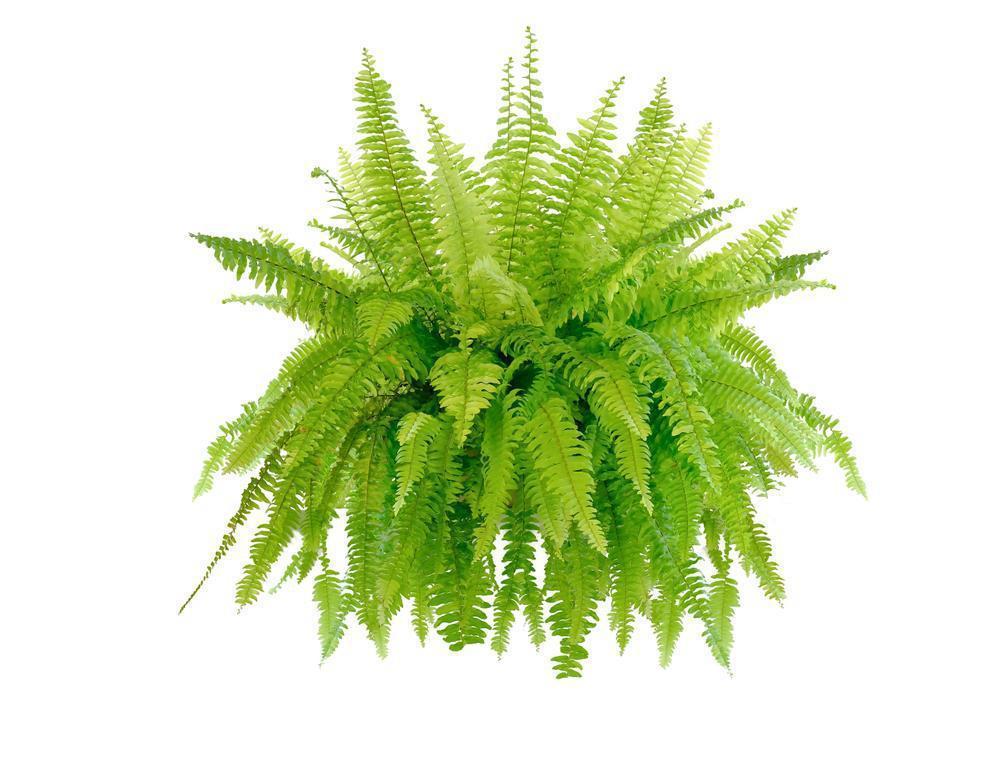 10" HB Boston Fern Hanging Basket