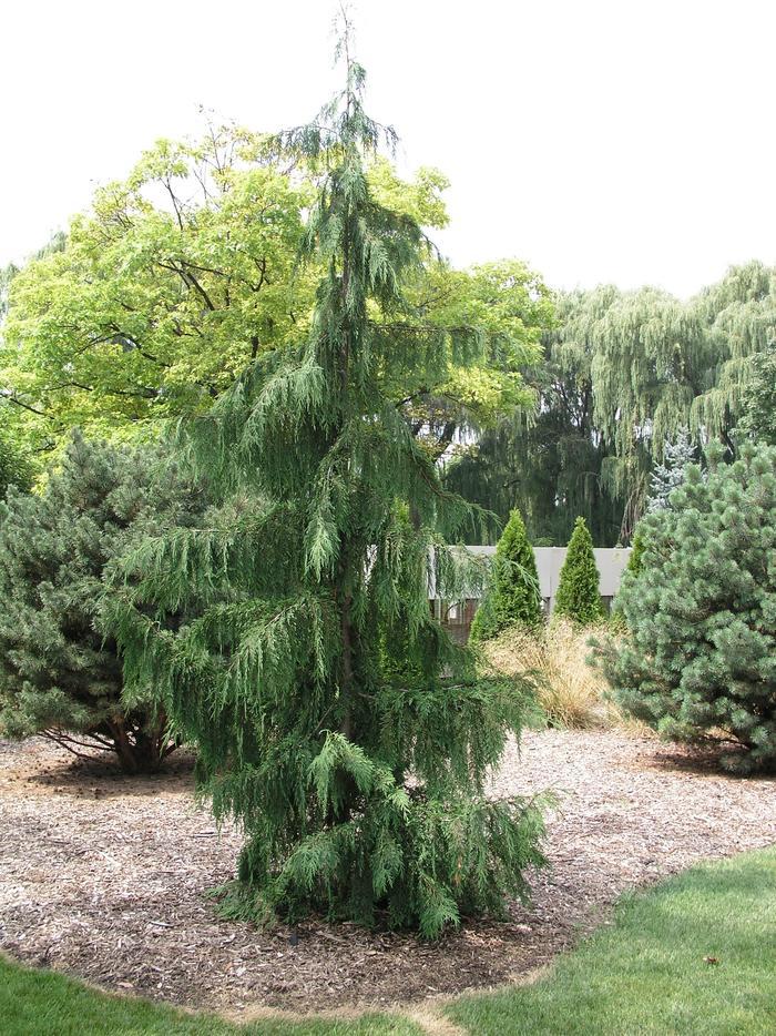 3G Chamaecyparis nootkatensis 'Pendula' Weeping Alaskan Cedar 1001709