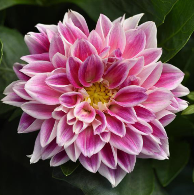 4.5" Dahlia