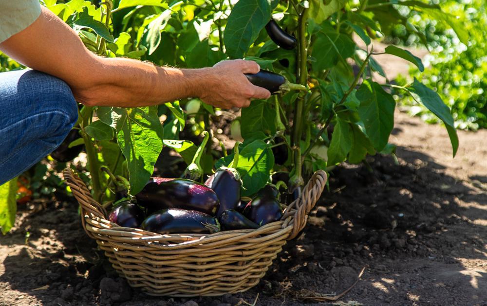 Eggplant (local) by the pound
