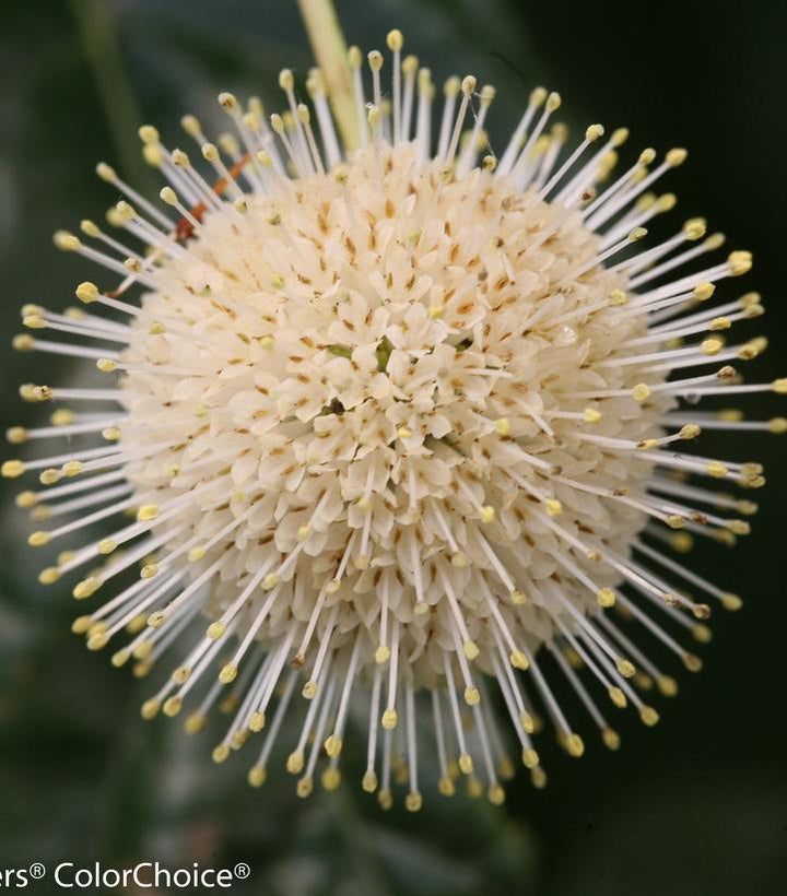 3G PW Cephalanthus Occidentalis 'Sugar Shack' - Buttonbush - 1007209