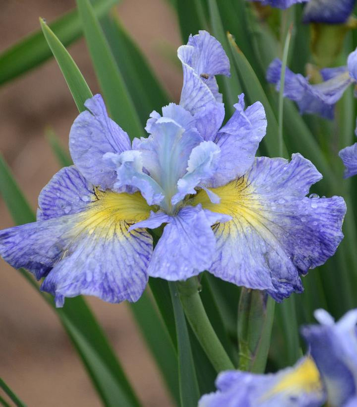 1G Iris Sibirica 'Cape Cod Boys' - Siberian Iris - 1013005
