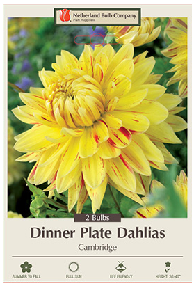 Dahlia Cambridge Bulbs - 2 Count - 2382153770