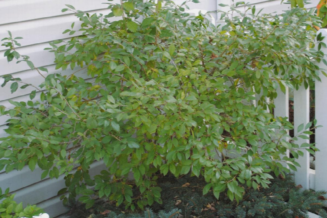 3G Ilex Vert. 'Jim Dandy'(Male No Berries): Female-Berry Heavy & Berry Heavy Gold Ilex verticillata Jim Dandy Jim Dandy Winterberry 1001491