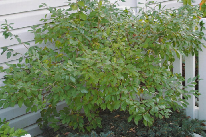 3G Ilex Vert. 'Jim Dandy'(Male No Berries): Female-Berry Heavy & Berry Heavy Gold Ilex verticillata Jim Dandy Jim Dandy Winterberry 1001491