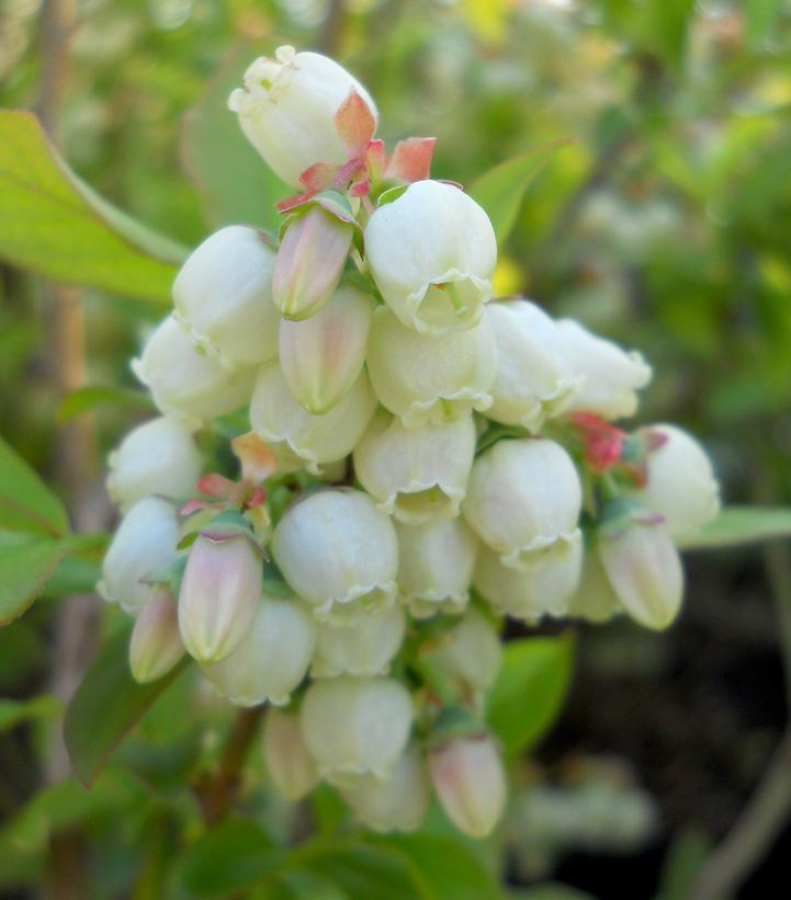 3G Vaccinium Corymbosum 'Patriot' Blueberry Bush 1001365