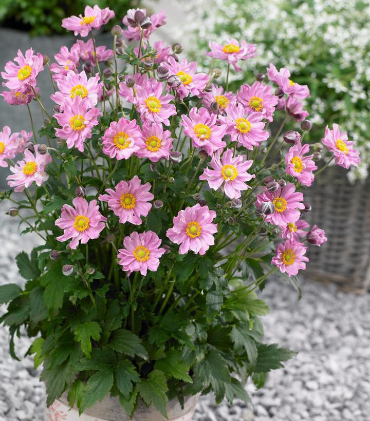 1G Anemone 'Pocahontas' - Japanese Windflower - 1012281
