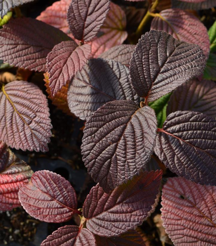 3G Viburnum Plicatum 'Opening Day' - Doublefile Viburnum - 1008905