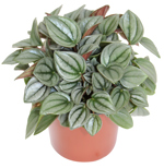 3.5" Peperomia Napoli Nights - G5644