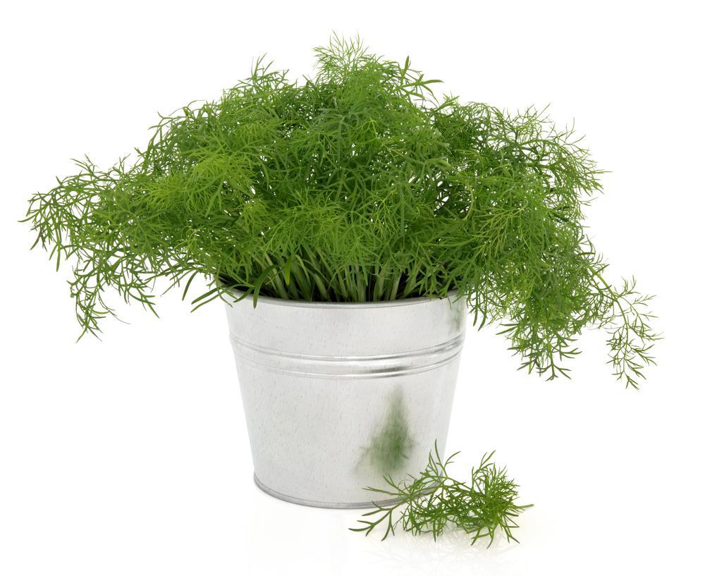 4" Herb - Fennel - Rubra