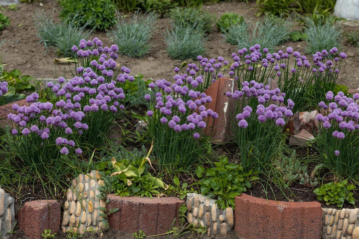 1G Allium 'Serendipity' - Ornamental Onion - (Wild Flowering Onion) - 1011686