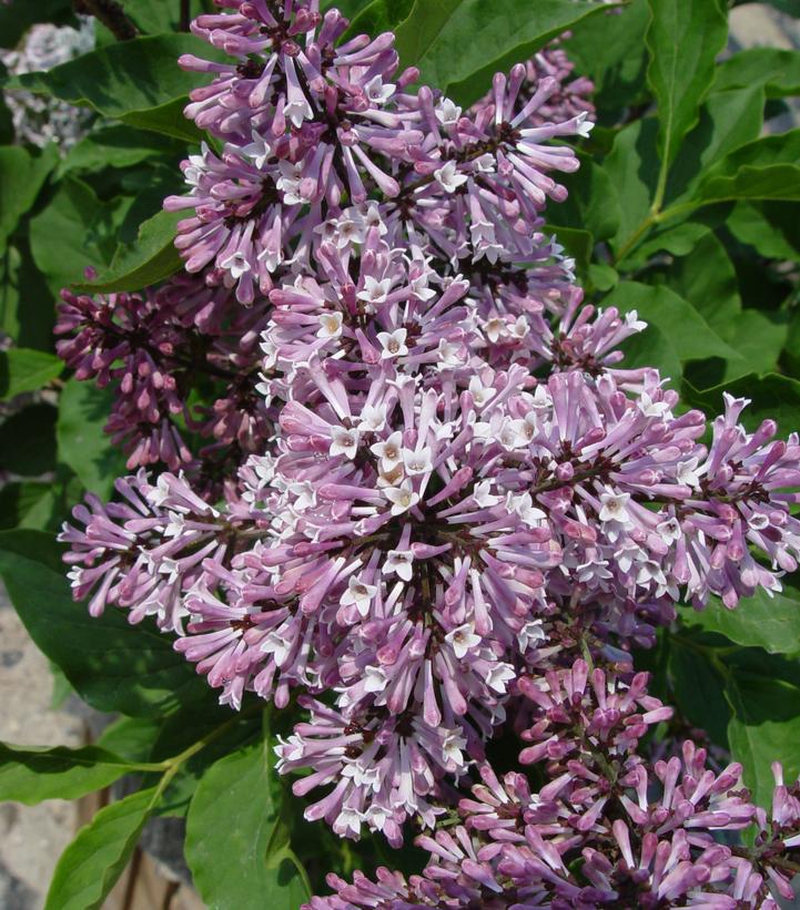 3G Syringa patula 'Miss Kim' Miss Kim Lilac 1001130