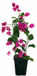 5" Bougainvillea Bush Trellis F3076