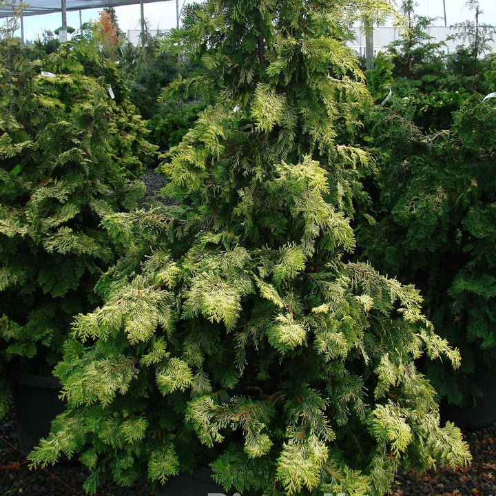 Golden Hinoki False Cypress