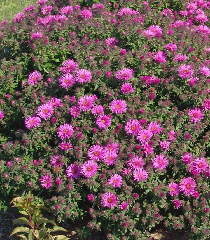 2G Aster Novae-angliae 'Vibrant Dome' - New England Aster - 1007265