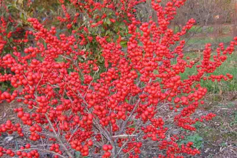 3G Ilex Verticillata 'Red Sprite' - Winterberry (F - Berries /Pollinator- Jim Dandy) 1000133