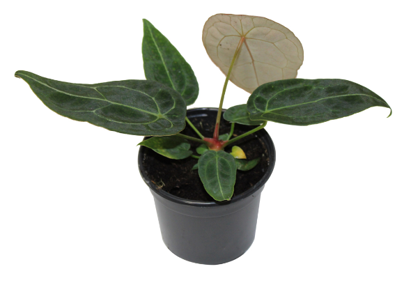 4" Anthurium Forgetii - T0661