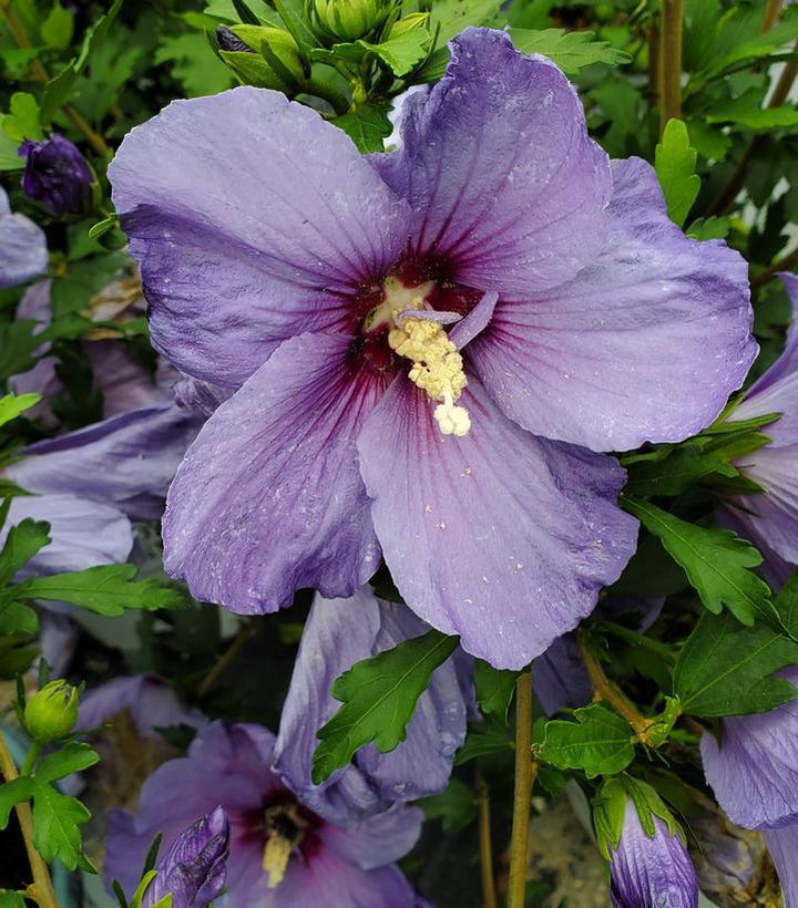 3G Hibiscus Syriacus Paraplu 'Violet' - Rose of Sharon - 1012707