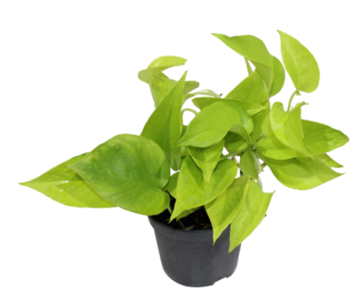 5" Pothos Neon - T4889