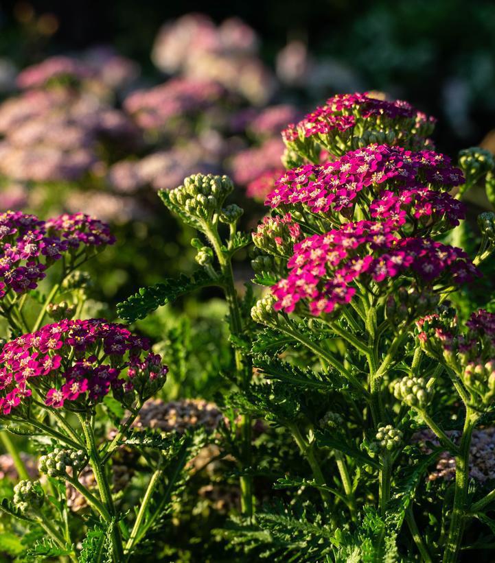 8" Achillea Millefolium Milly Rock Rose - Yarrow - 1015135