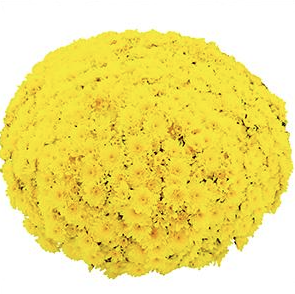 4.5" Mum - Beach Yellow