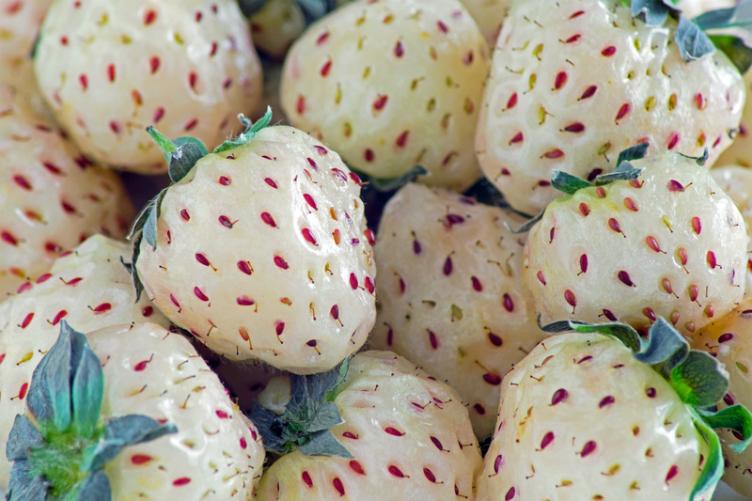 1G Strawberry White Carolina Strawberry 1007726